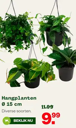 Welkoop Hangplanten aanbieding