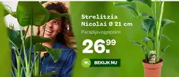 Welkoop Strelictzia Nicolai aanbieding