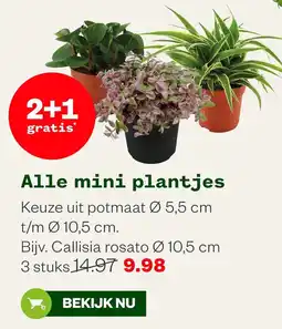 Welkoop Alle mini plantjes aanbieding