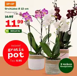 Welkoop Orchidee Ø 12 cm aanbieding