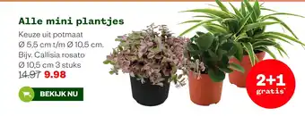 Alle mini plantjes