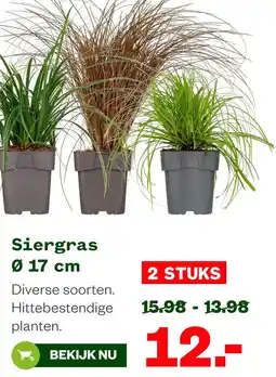 Welkoop Siergras aanbieding
