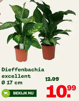 Welkoop Dieffenbachia excellent aanbieding