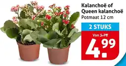 Hoogvliet Kalanchoë of Queen kalanchoë aanbieding
