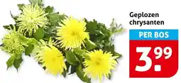 Hoogvliet Geplozen chrysanten aanbieding