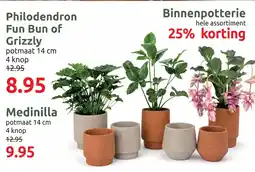 Deka Tuin Philodendron Fun Bun of Grizzly aanbieding