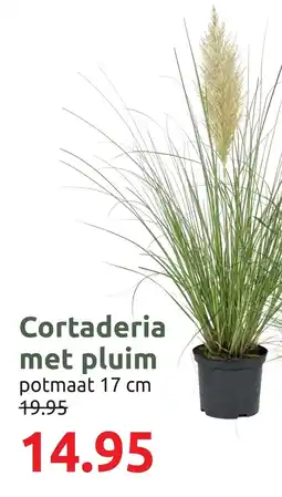 Deka Tuin Cortaderia met Pluim aanbieding