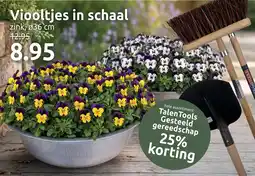 Deka Tuin Viooltjes in Schaal aanbieding