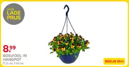 Praxis Bosviool in hangpot aanbieding