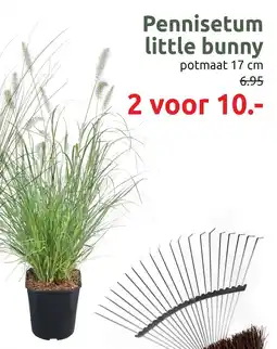 Deka Tuin Pennisetum Little Bunny aanbieding