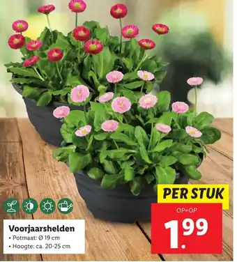 Lidl Voorjaarshelden 19cm aanbieding