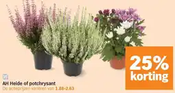 Albert Heijn AH Heide of potchrysant aanbieding