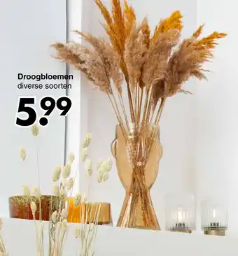 Wibra Droogbloemen aanbieding