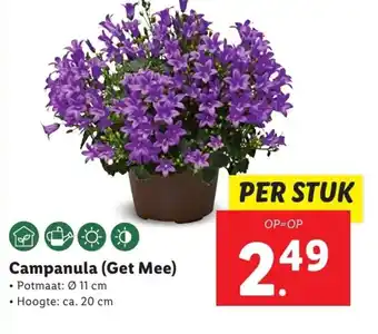 Lidl Campanula (get mee) aanbieding