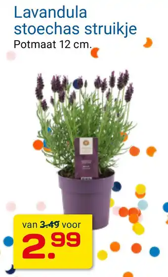 Kluswijs Lavandula stoechas struikje aanbieding