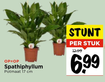 Vomar Voordeelmarkt Spathiphyllum aanbieding