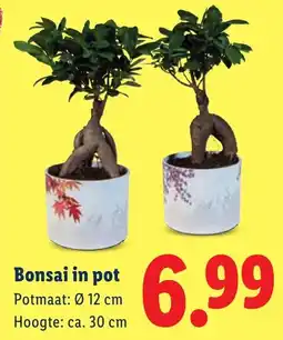 Lidl Bonsai in pot aanbieding