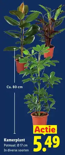 Lidl Kamerplant aanbieding