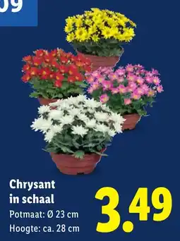 Lidl Chrysant in schaal aanbieding