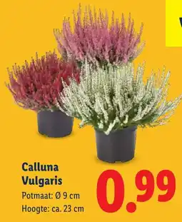 Lidl Calluna Vulgaris aanbieding