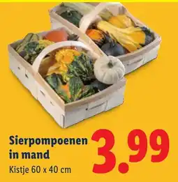 Lidl Sierpompoenen in mand aanbieding