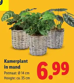 Lidl Kamerplant in mand aanbieding