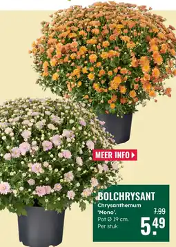 GroenRijk BOLCHRYSSANT aanbieding