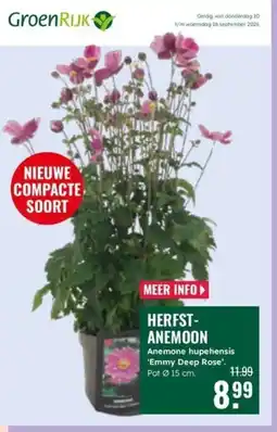 GroenRijk GroenRijk Herfst-anemone aanbieding