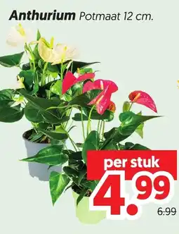 Dekamarkt Anthurium aanbieding
