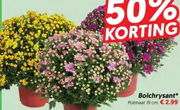 Dekamarkt Bolchrysant* aanbieding