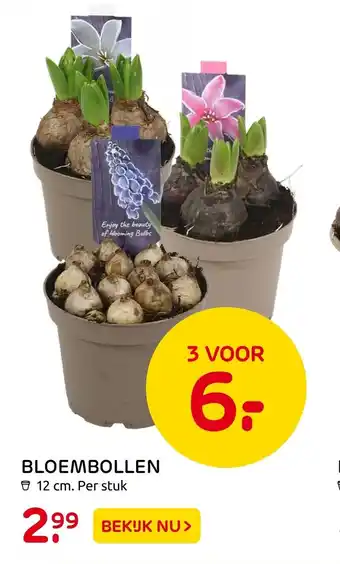 Praxis Bloembollen 3 voor 12 cm aanbieding