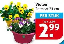 Hoogvliet Violen aanbieding