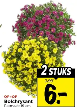 Vomar Voordeelmarkt Bolchrysant aanbieding