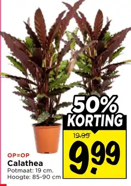 Vomar Voordeelmarkt Calathea aanbieding