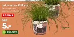 Welkoop Kattengras aanbieding