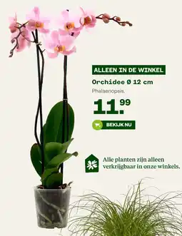Welkoop Orchidee Phalaenopsis aanbieding
