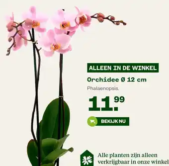 Welkoop Orchidee Ø 12 cm aanbieding