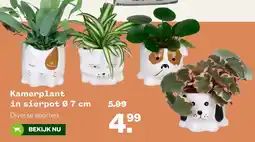 Welkoop Kamerplant in sierpot aanbieding