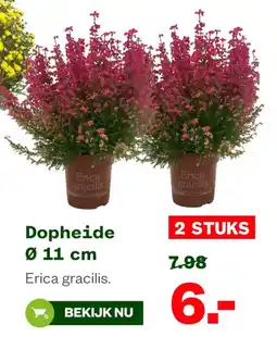 Welkoop Dopheide Erica gracilis aanbieding