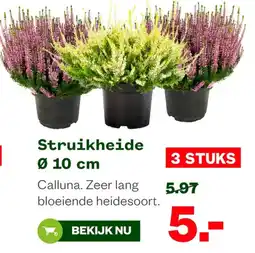 Welkoop Struikheide aanbieding