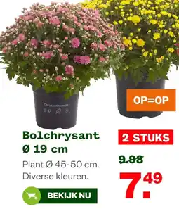 Welkoop Bolchrysant aanbieding