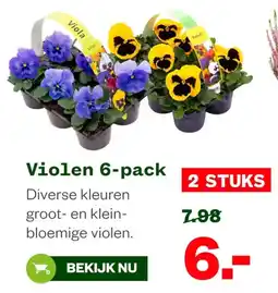 Welkoop Viola violen 6-pack aanbieding