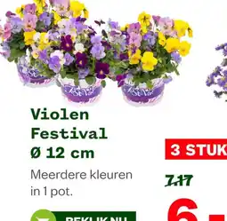 Welkoop Festival Violen aanbieding