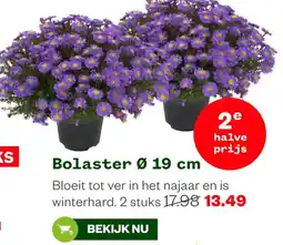 Welkoop Bolaster aanbieding