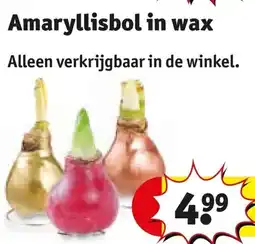 Kruidvat Amaryllisbol in wax aanbieding