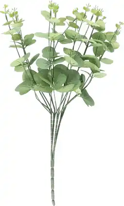 Dirk Eucalyptus tak 46 cm aanbieding