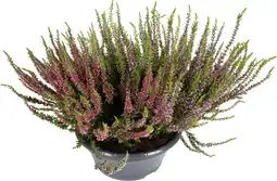 Dekamarkt Calluna schaal potmaat 24 cm aanbieding