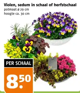 Poiesz Violen, sedum in schaal of herfsttschaal aanbieding