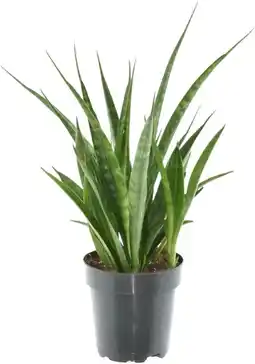 Intratuin Biologische Vrouwentong (Sansevieria kirkii 'Friends') D12 H 30 cm aanbieding