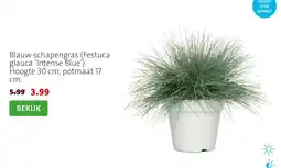 Intratuin Blauw schapengras (Festuca glauca 'Intense Blue') aanbieding